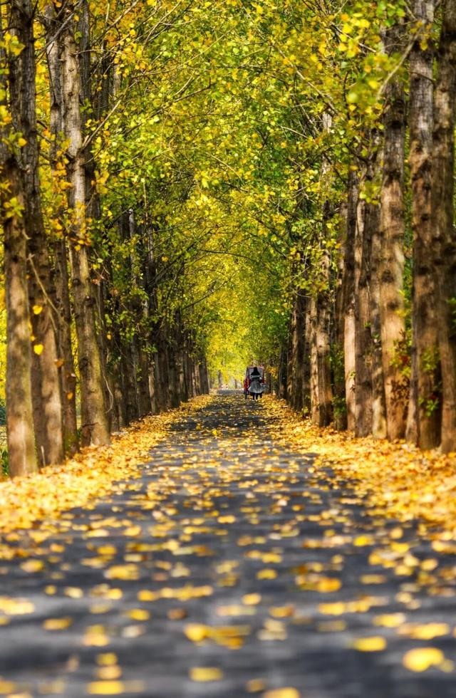 冬来秋未尽！秋天是赖上合肥了？