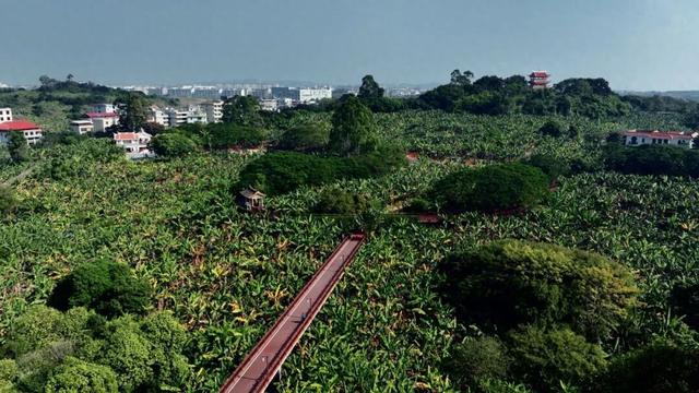 漳州芗城，文旅大跨步！请你去芗城香蕉海，喝杯香蕉奶昔