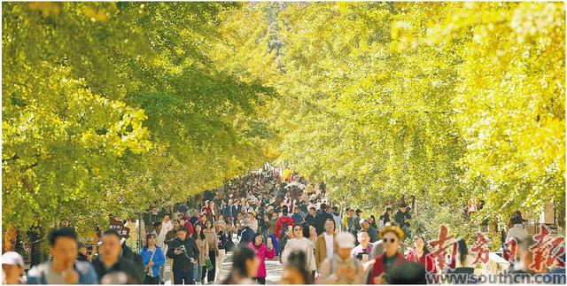 银杏黄 醉金秋 韶关南雄的银杏迎来最佳观赏期