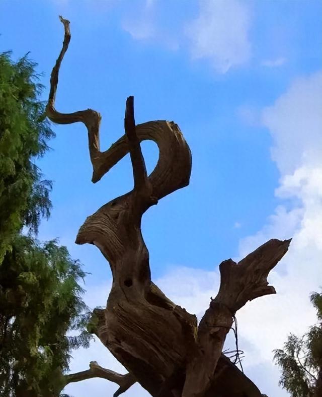 七曲山藏着千年“活化石”：晋柏苍劲，守了岁月万重秋