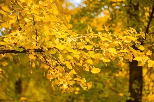 未央之秋，共赴一场金色约会