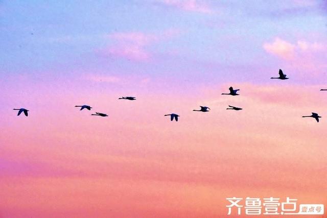 北龙湖湿地公园天鹅遇上橘色朝霞