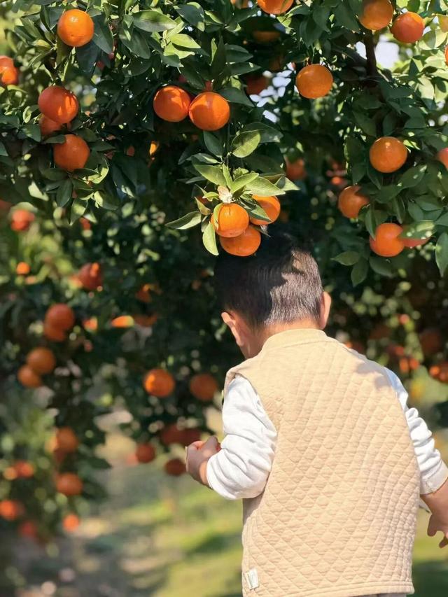 泑游丨桔味“夏天”