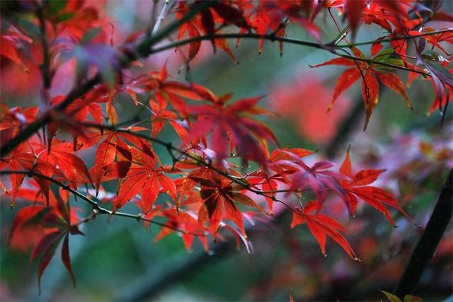 贵阳：初冬时节好风景