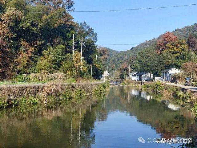 温州这两条知名红枫古道已经红啦!周末是最佳观赏期,不要错过!