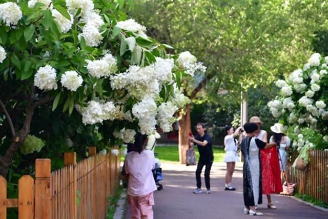 向日葵与绣球进入盛花期，快来哈尔滨市儿童公园打卡