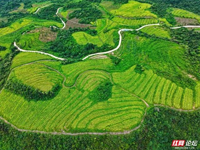 欢庆时刻丨闯入山水画卷，桑植梯田的四季之美