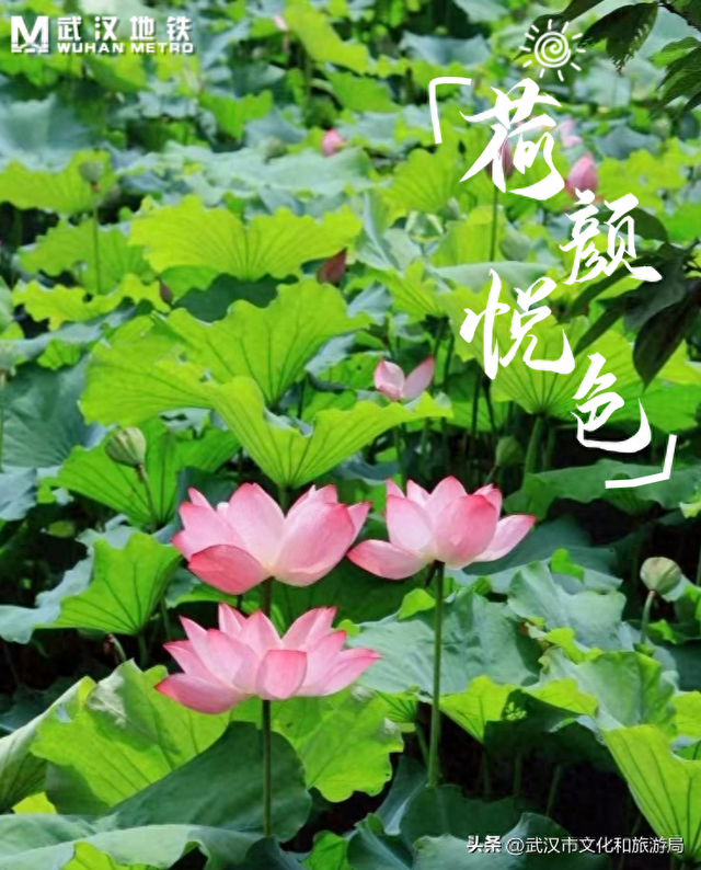 武汉荷花已到盛花期！5处赏荷地，地铁直达