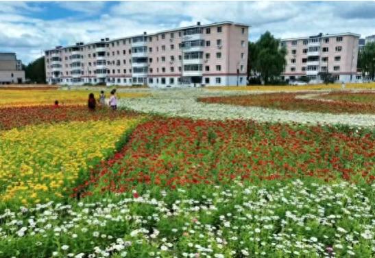 免费打卡地！木材街百日菊花海成冰城休闲新地标