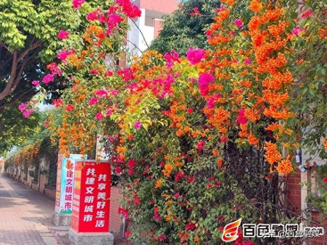 冬末春初赏佳景，百色城区炮仗花进入最佳观赏期