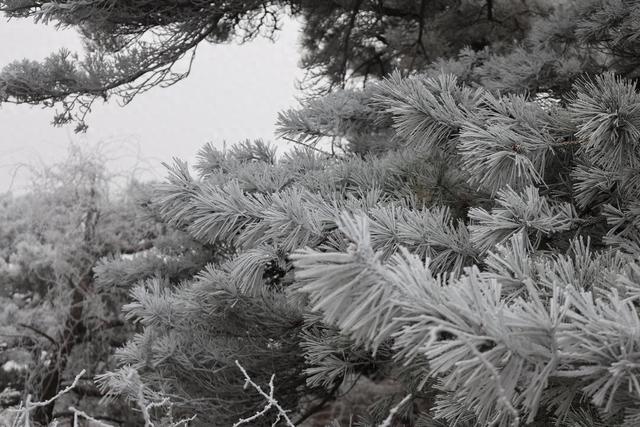 雾凇漫岭 鲁山今冬首场雾凇奇观登场