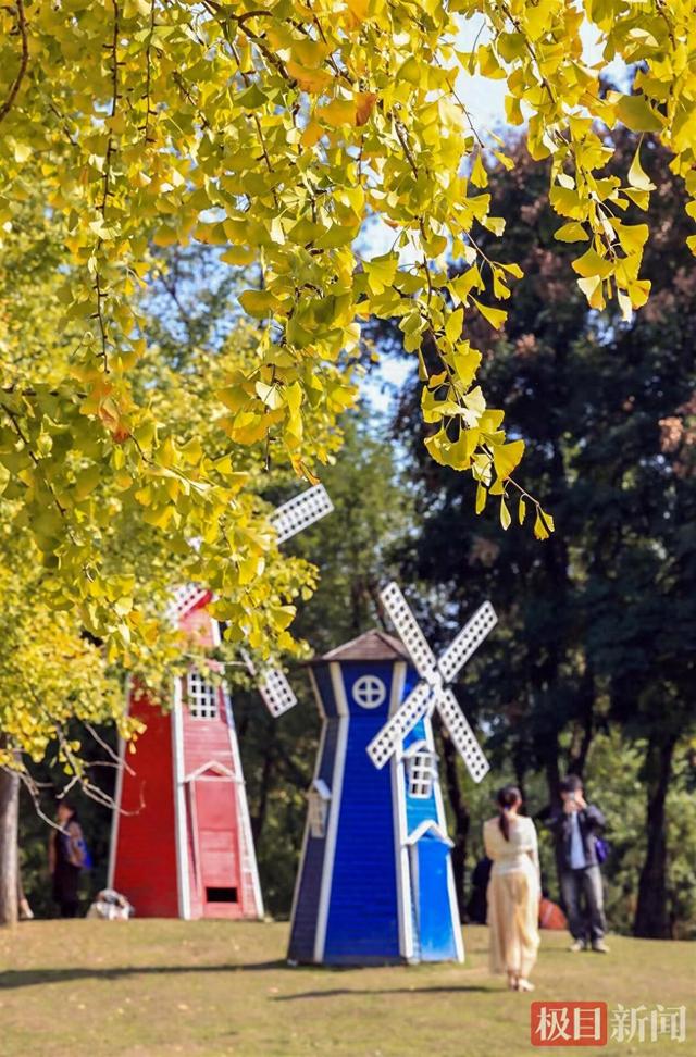 武汉解放公园：斑斓彩林染深秋，层林尽染入画来