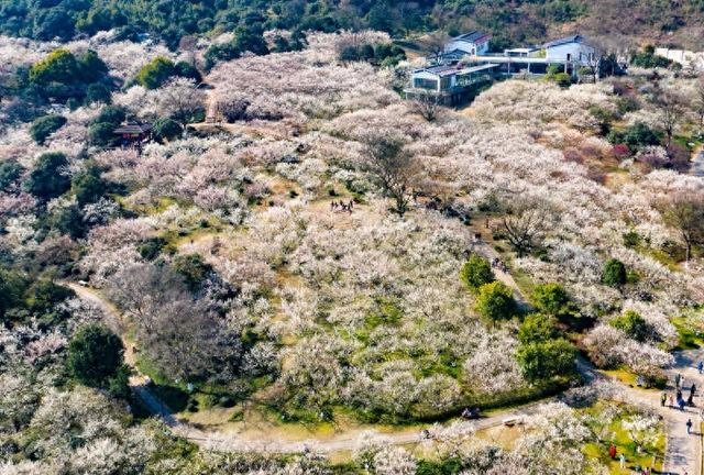 “宋梅”有约 第十八届杭州超山梅花季活动将启动