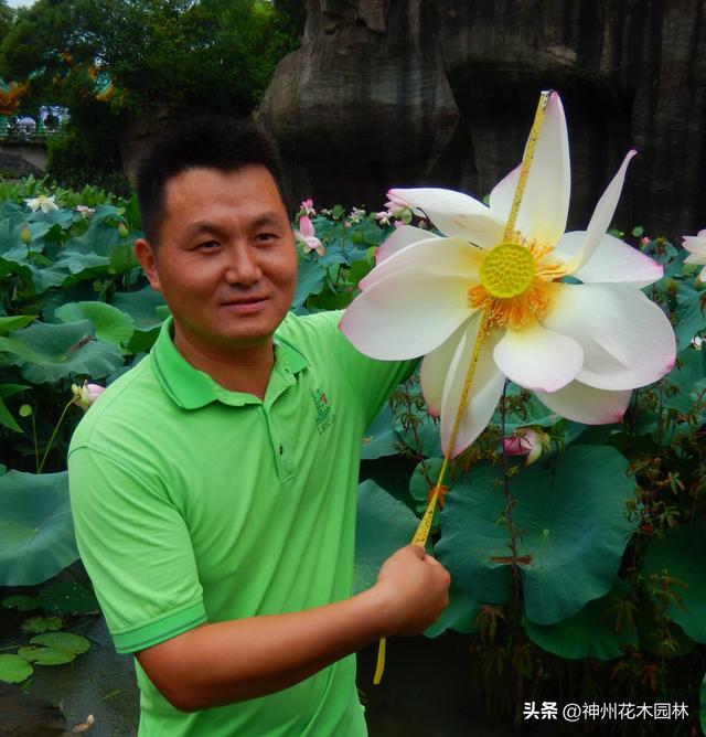 花径47厘米！广州莲花山惊险现巨型荷花