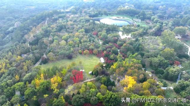 济南植物园藏着秋日顶流！这漫天红叶，正等你赴一场红焰之约