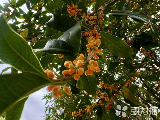 踏香寻幽！苏州这条小众赏桂路线，藏在古迹里