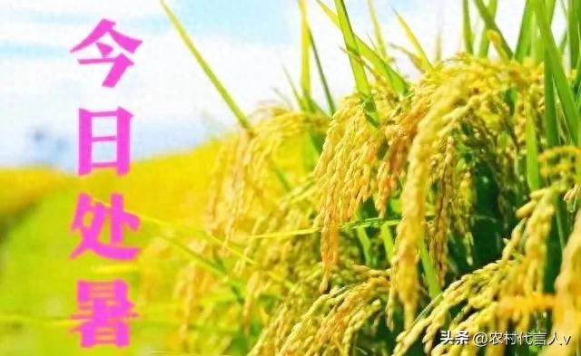“冷不冷，就看处暑”，今日处暑，今年冬天有多冷？看农谚就知道