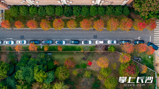 湖南农大枫叶进入最佳观赏期，错过等一年