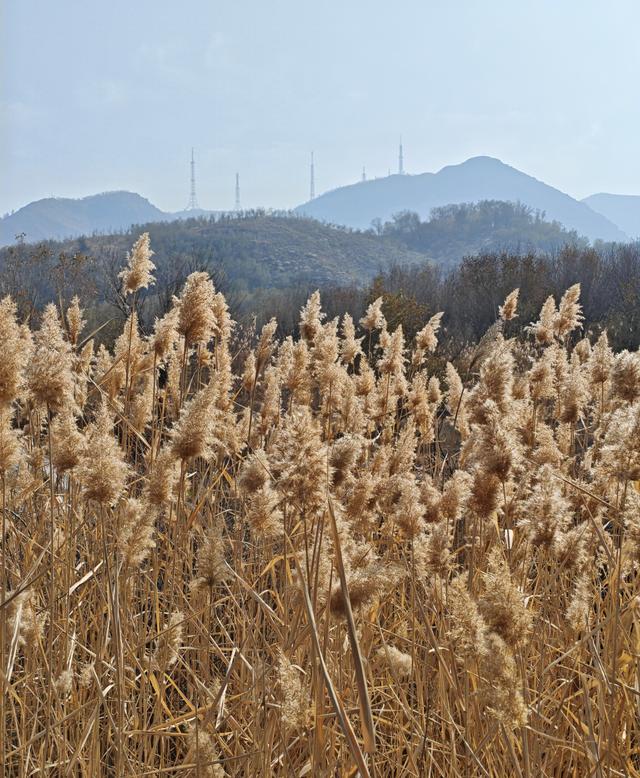 乌市雅山深秋，蒹葭苍苍芦苇摇曳，还有蒲棒炸毛了