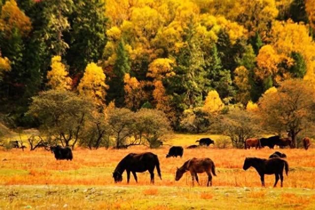 318国道最美小镇！鲁朗堪称神仙居住的地方