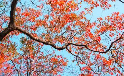 红叶渐染！黄埔香雪亲子徒步攻略：7公里缓坡路线+古书院打卡