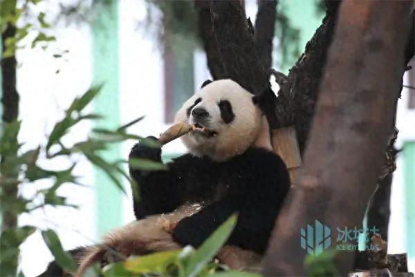 太阳岛大熊猫馆温馨提示来啦！提前了解一下，和“芝士”、“芝麻”的见面会更开心哦～