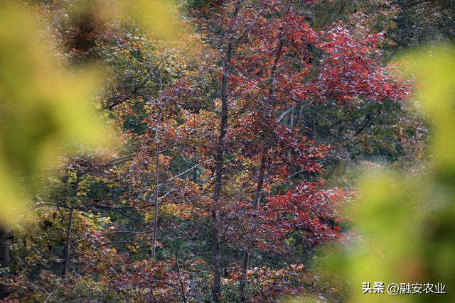 广西融安：冬日枫景正美