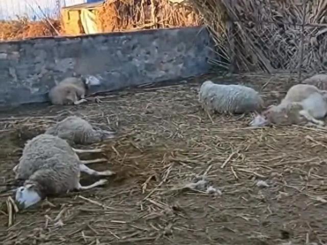 辽宁一农户17只羊一夜之间被不明生物咬死，警方回应：已接到相关警情，但羊群被什么生物咬死暂不确定