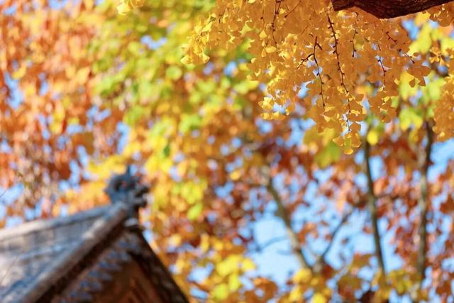 千年莒县银杏树！这一眼惊艳时光，高清大图超治愈