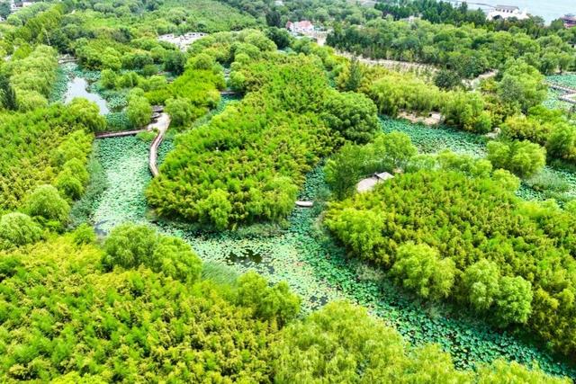 新聊新景丨夏日炎炎何处去？东昌湖畔觅竹荫