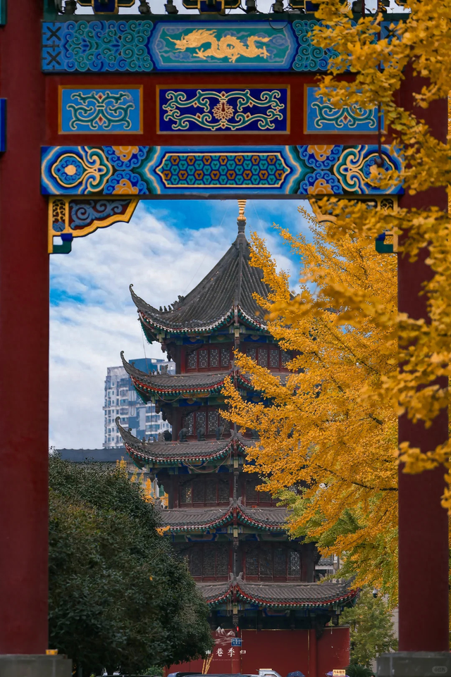 银杏浓度100%！成都人民拍照好去处，温江这3个地方千万别错过！