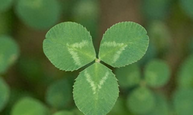 女人正不正经一眼便知：不正经的女人，多半都有这五个特征！