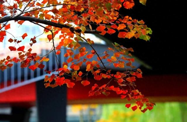 超出片！江阴这些地方“红了”！