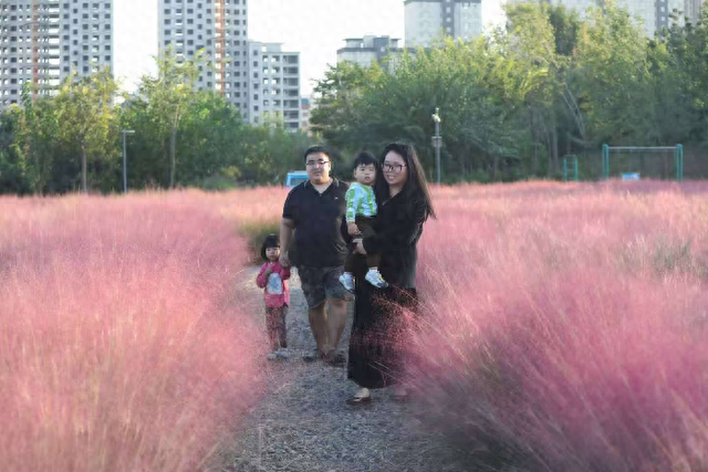 金秋邂逅粉色浪漫  喜鹊湖公园4500平方米粉黛乱子草迎盛花期