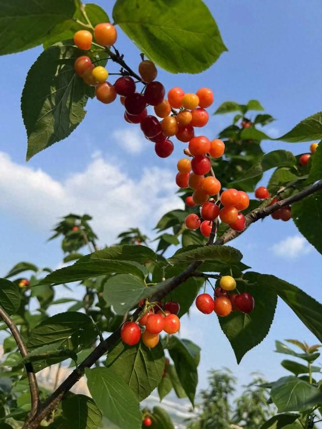 “恩桃儿”熟了!两江新区樱桃进入最佳采摘期,速冲!