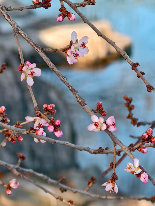 颐和园西堤，冬日桃花添暖意