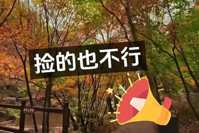 一片枫叶该不该捡？这道题考的何止是景区