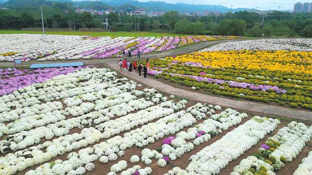 图说岳阳丨临湘：金秋菊海醉游人