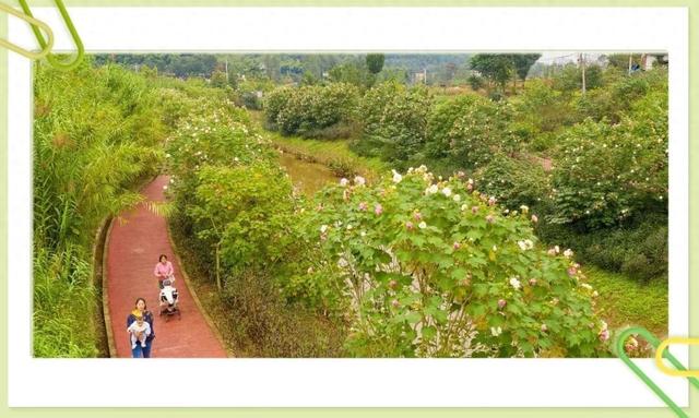 藏不住了！大足这个村的芙蓉花海，已成初冬“神仙打卡地”