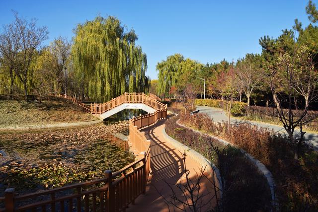 组图丨冬藏雅韵 静赏凉州植物园的温婉时光