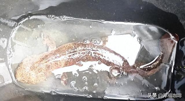 夜钓惊魂！扬州男子，河边发现不明巨大生物，专家一看不淡定了