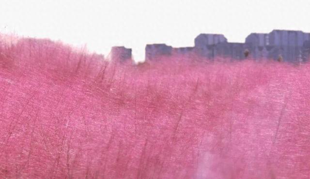 南海新区：粉色花海编织限定浪漫