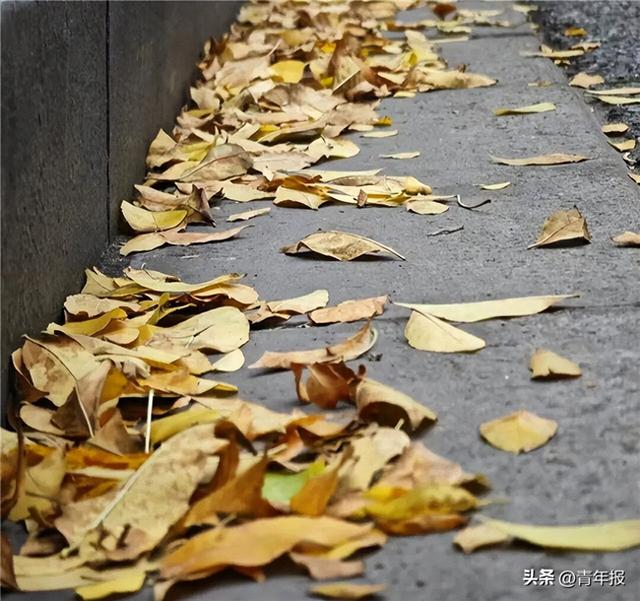 秋日限定！上海开启“落叶不扫”模式，今年将有44条景观道→