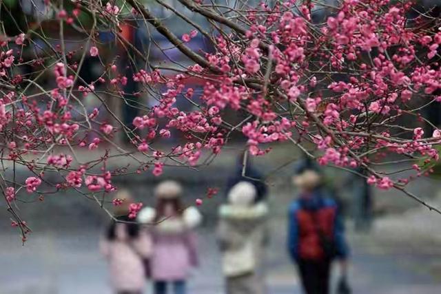 重庆濯水古镇梅花开了，暗香浮动，治愈整个冬天