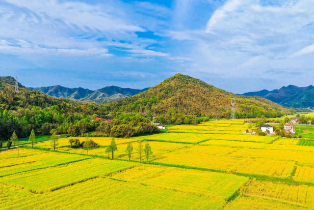 去油菜花田，往春天里走！