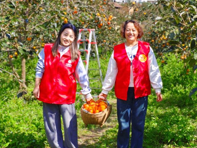 柿子树林里，为什么藏着一张无形的数字网？