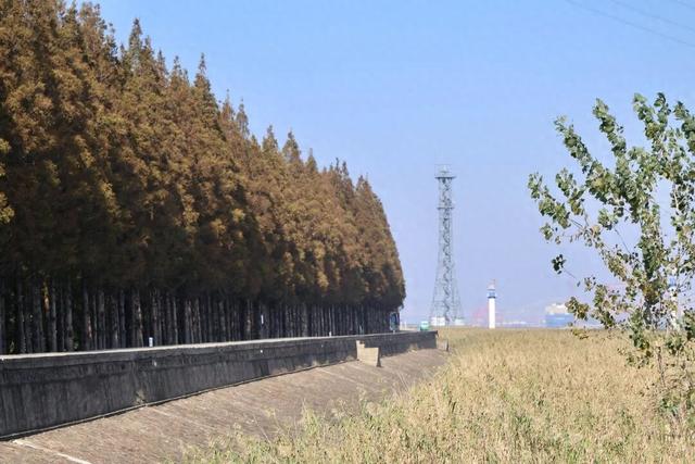 长江边，“飘雪”了！