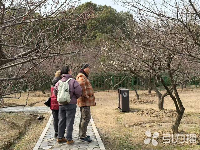 苏州赏梅“顶流”景区，上演“双梅共舞”盛景