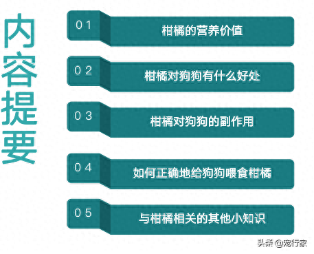 狗狗能吃橘子吗（狗能吃柑橘吗能吃）