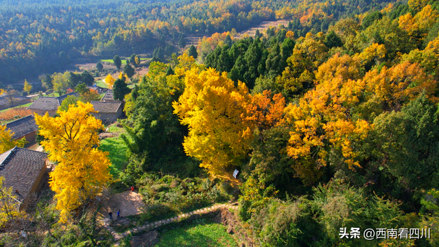 山河披金，四川进入最美“银杏时间”！这些秘境美到窒息惊艳冬天